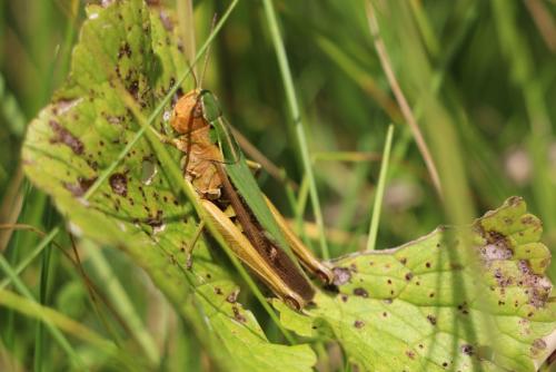 Réf. 214 679 : Omocestus viridulus